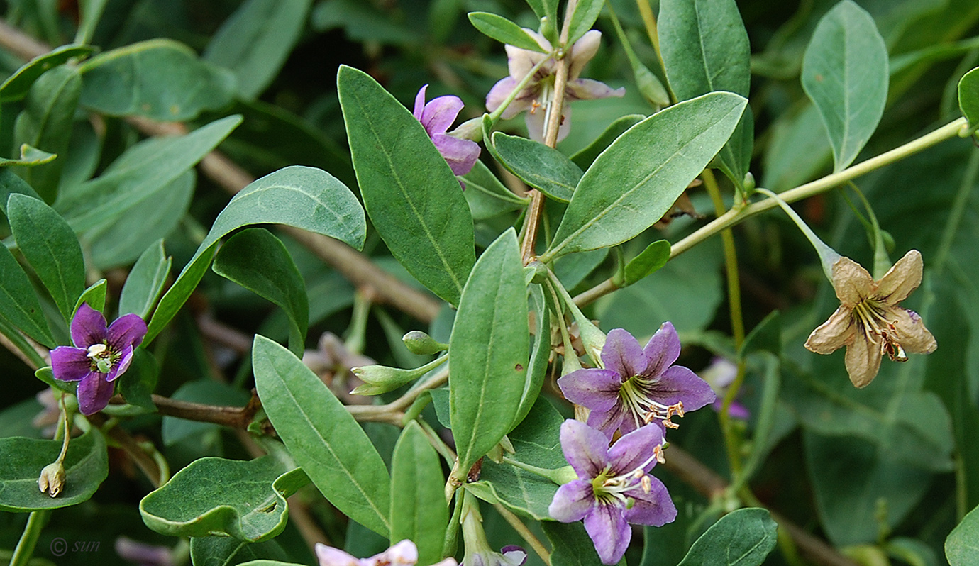 Изображение особи Lycium barbarum.