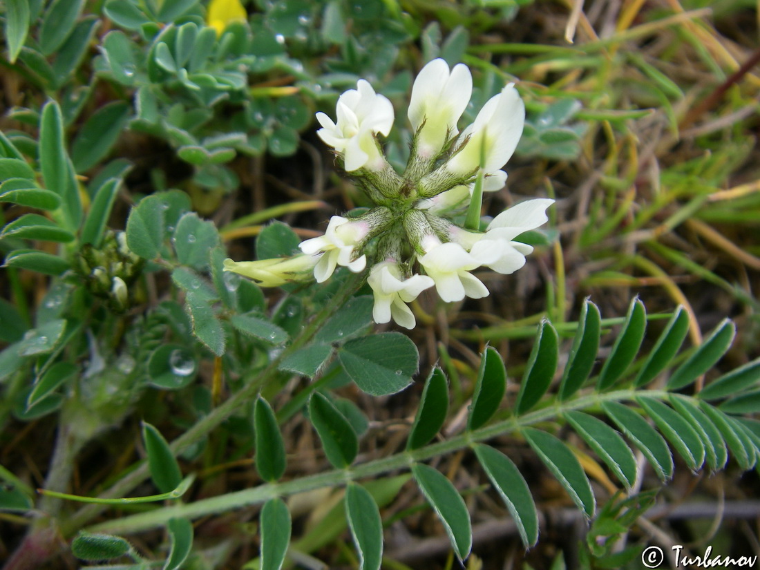 Изображение особи Astragalus hamosus.