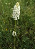 Anacamptis pyramidalis