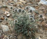 Echinops humilis