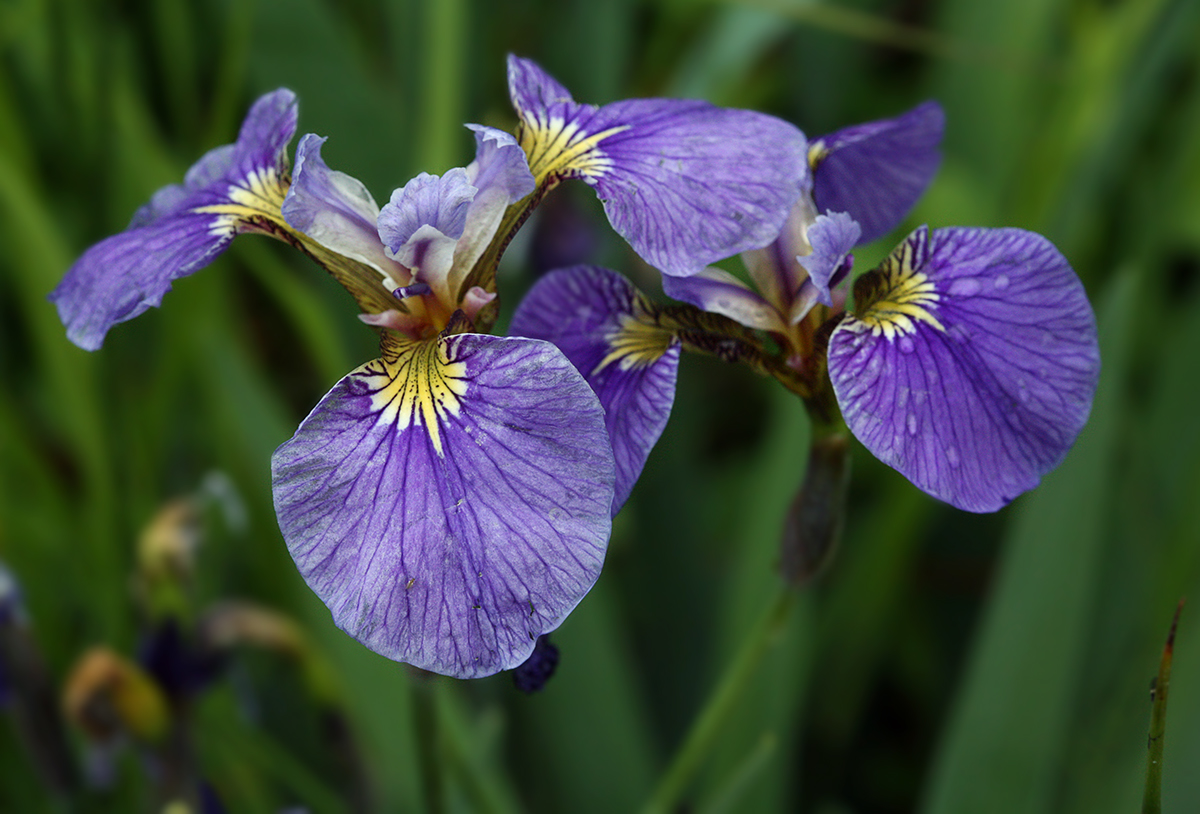 Image of Iris setosa specimen.