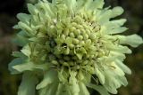Cephalaria gigantea