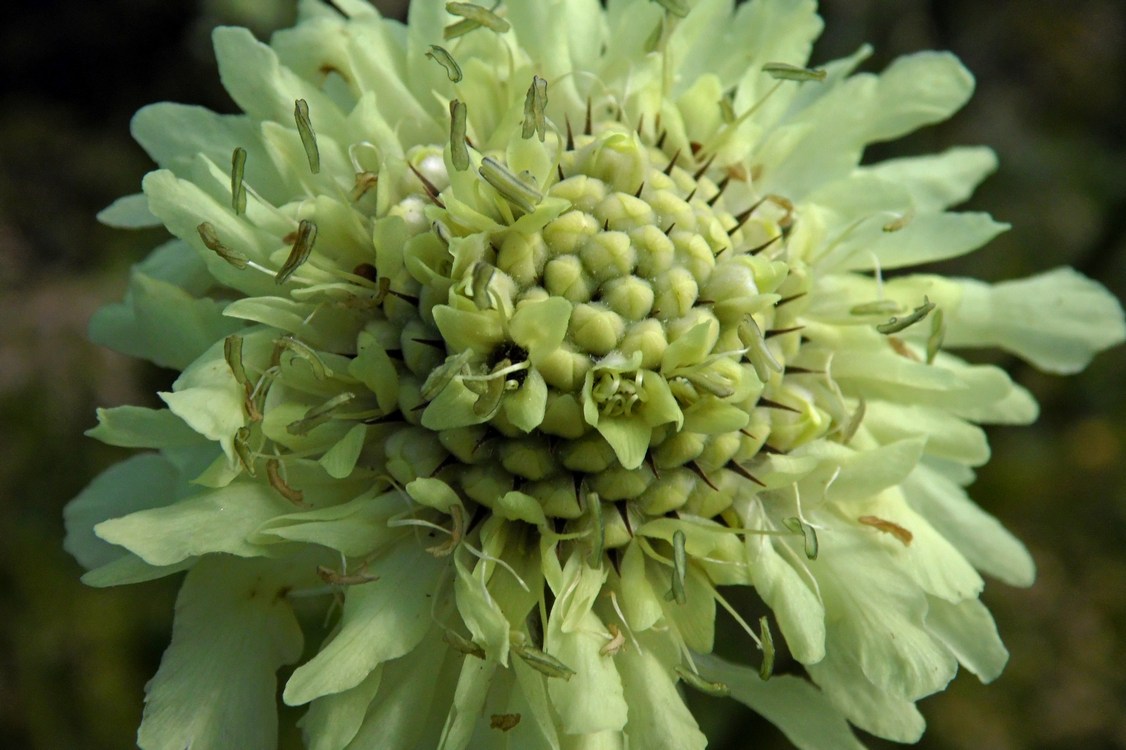 Image of Cephalaria gigantea specimen.