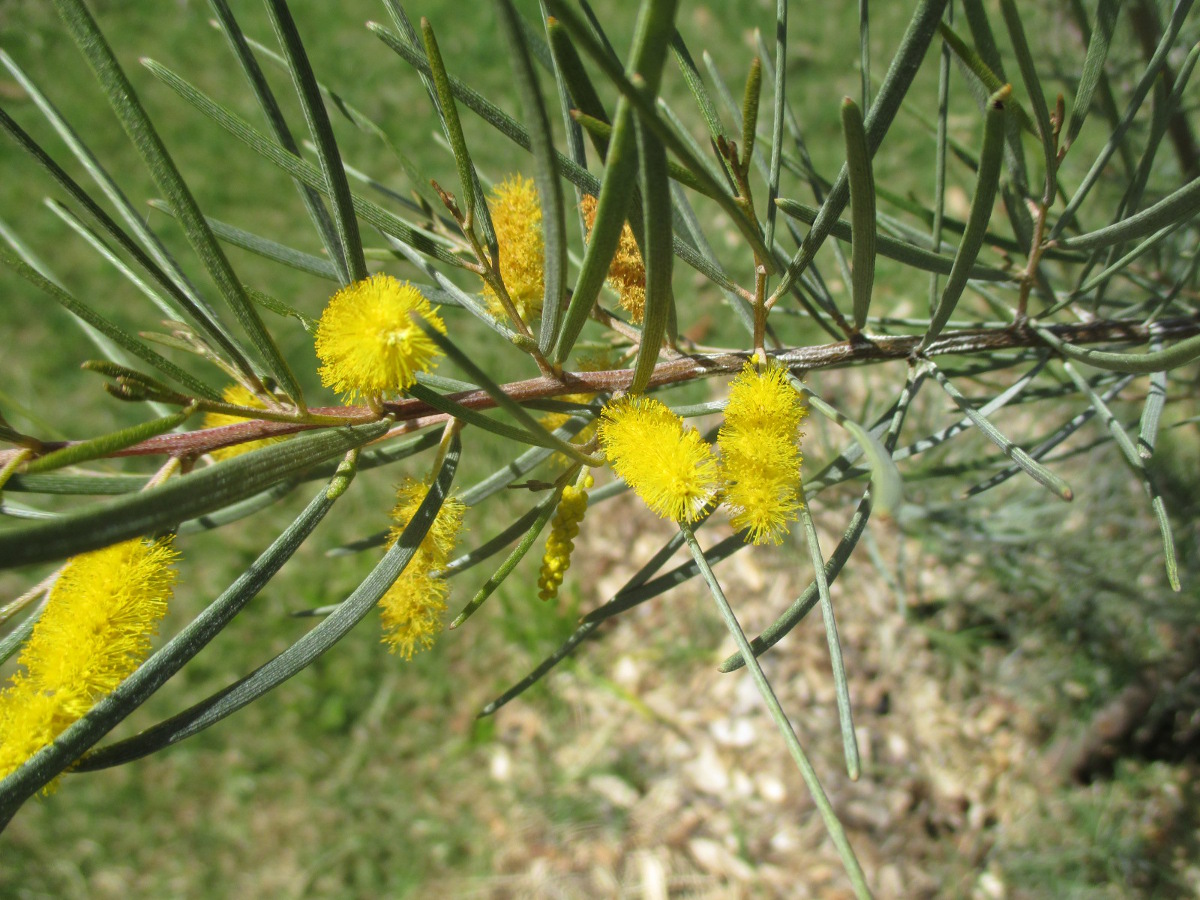 Изображение особи Acacia aneura.