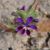 Lapeirousia jacquinii