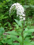 Lysimachia clethroides