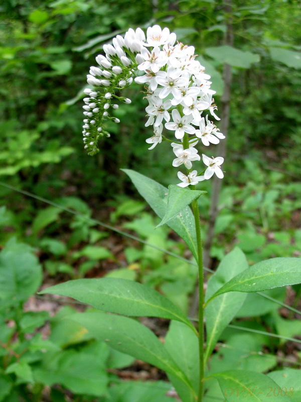 Image of Lysimachia clethroides specimen.