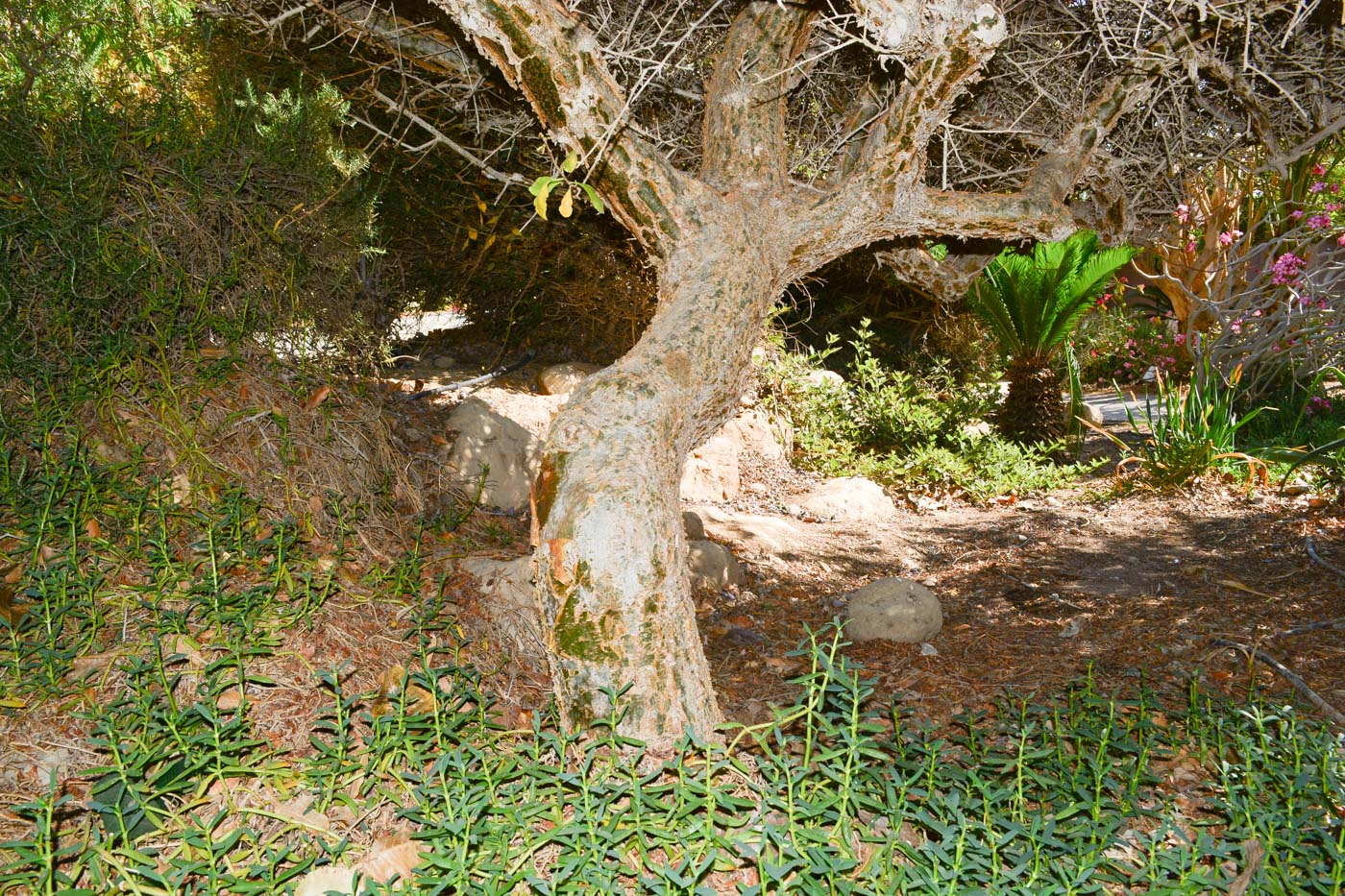 Image of Commiphora habessinica specimen.