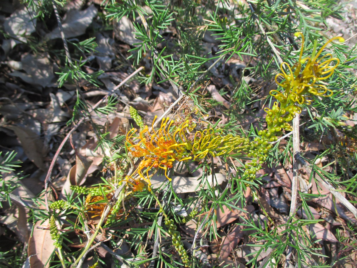 Изображение особи Grevillea tenuiloba.