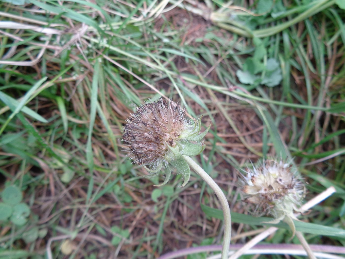 Image of Gaillardia × grandiflora specimen.