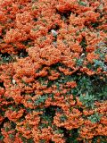 Pyracantha coccinea. Часть кроны с соплодиями. Испания, Кастилия-Ла-Манча, г. Куэнка, ущелье р. Уэкар. Январь.