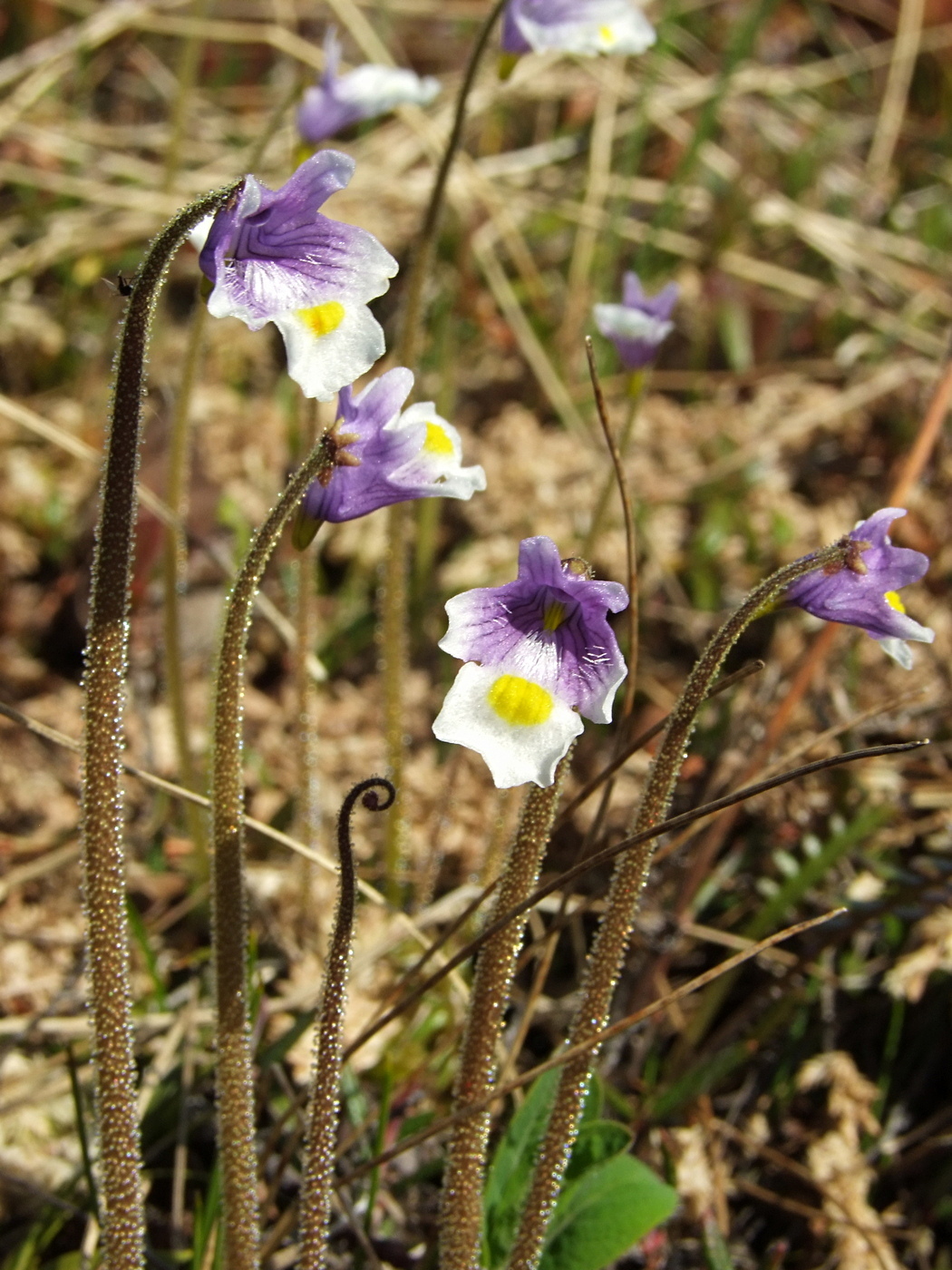 Image of Pinguicula spathulata specimen.