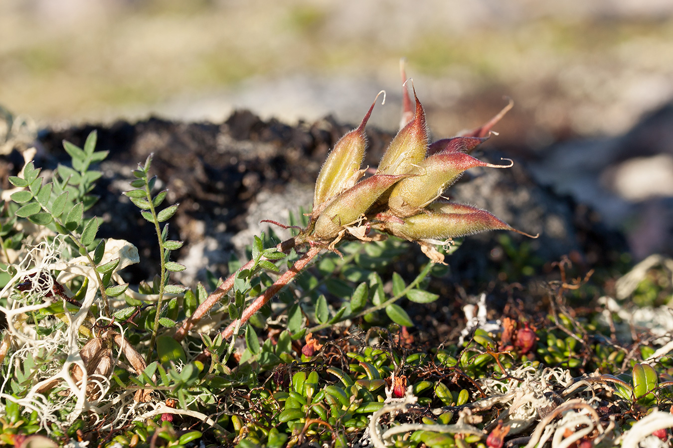 Image of Oxytropis sordida specimen.