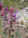 Astragalus prilipkoanus