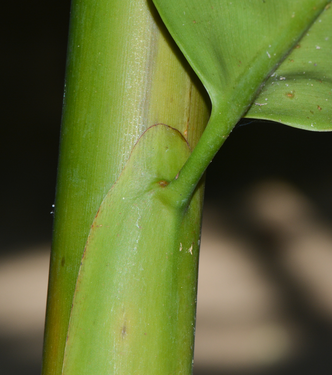 Image of Etlingera elatior specimen.