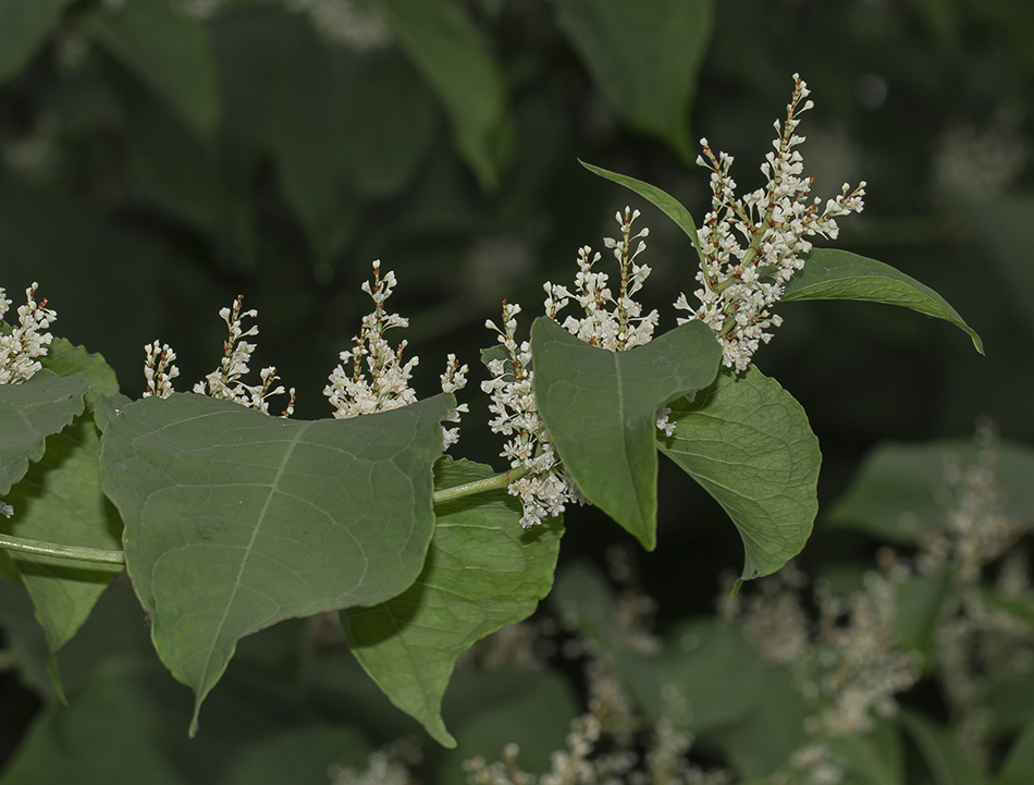 Image of Reynoutria japonica specimen.