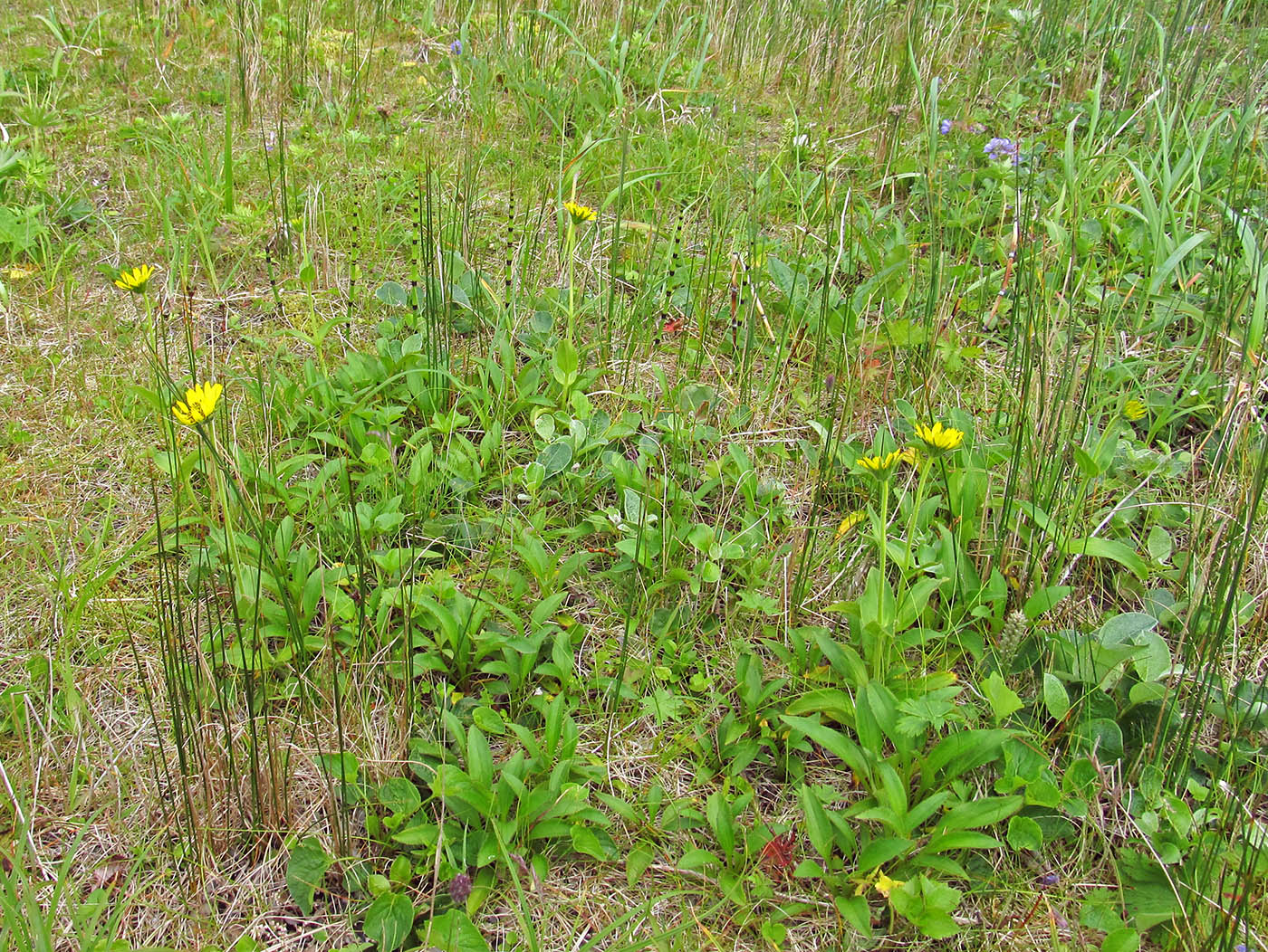 Изображение особи Arnica unalaschcensis.