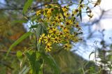 genus Senecio. Верхушка цветущего растения. Китай, Юньнань, горы Shibaoshan (Shibao Shan), вершина горы, у подножия которой находится храм Баосян (Baoxiang Temple); рядом растут юньнаньские сосны. 26 октября 2016 г.