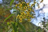 род Senecio. Верхушка цветущего растения. Китай, Юньнань, горы Shibaoshan (Shibao Shan), вершина горы, у подножия которой находится храм Баосян (Baoxiang Temple); рядом растут юньнаньские сосны. 26 октября 2016 г.