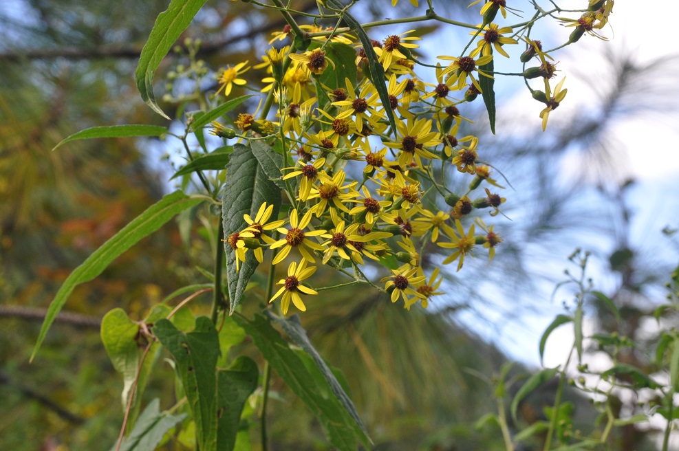 Image of genus Senecio specimen.