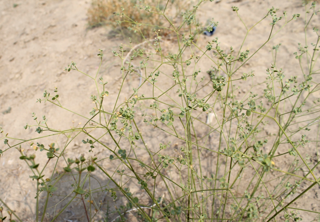 Изображение особи Euphorbia seguieriana.