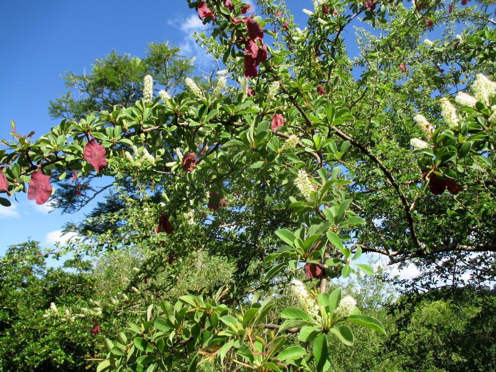 Изображение особи Terminalia prunioides.