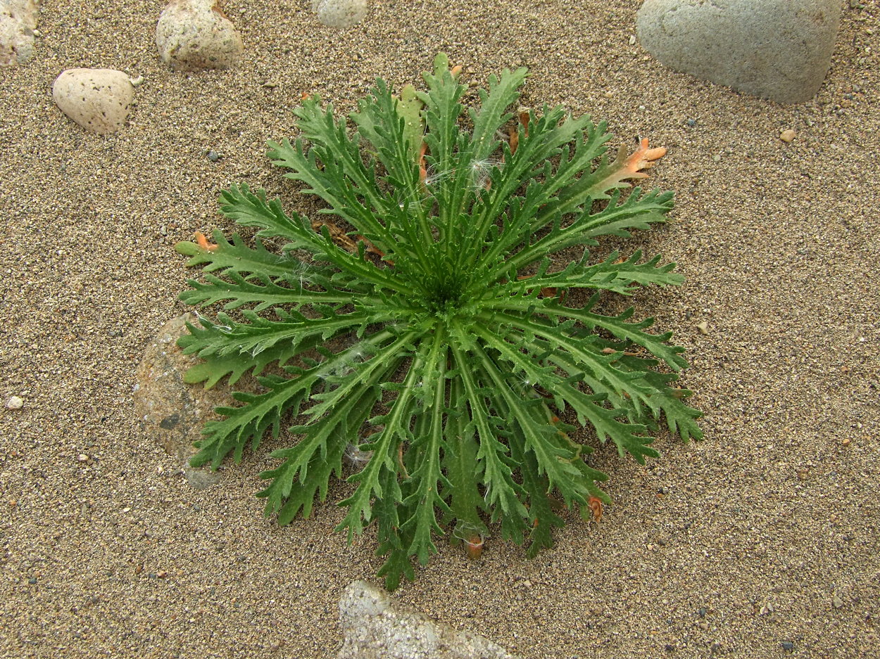 Изображение особи Dontostemon pinnatifidus.