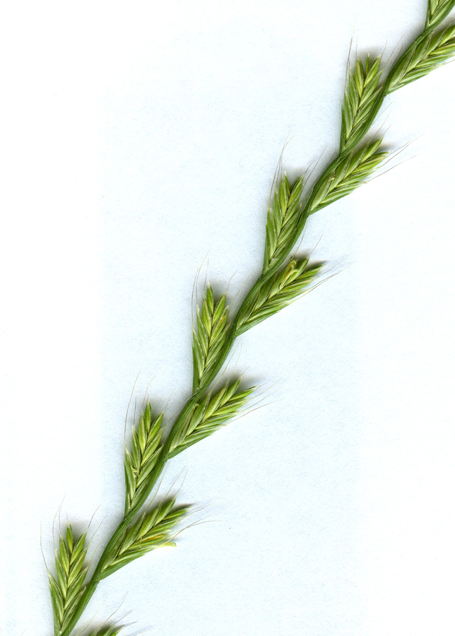 Image of Lolium persicum specimen.