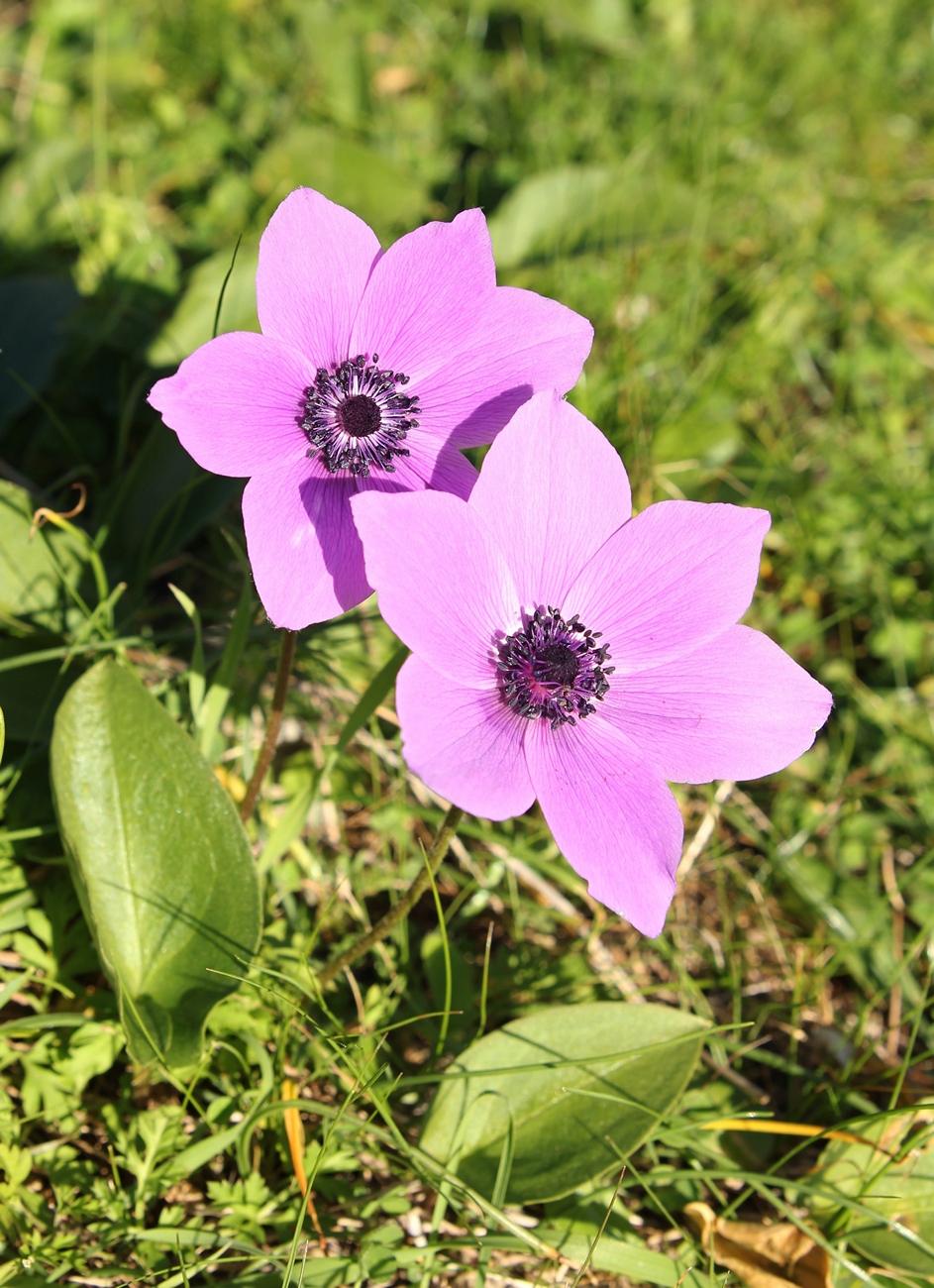 Image of Anemone coronaria specimen.