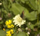 Cephalaria gigantea. Соцветие с кормящейся бабочкой чернушкой кофейной (в ассоциации с Lapsana и Oberna). Кабардино-Балкария, Эльбрусский р-н, южный склон Эльбруса. Июль 2002 г.