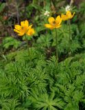 Pulsatilla aurea