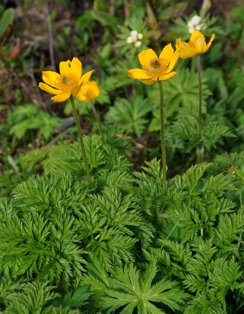 Image of Pulsatilla aurea specimen.