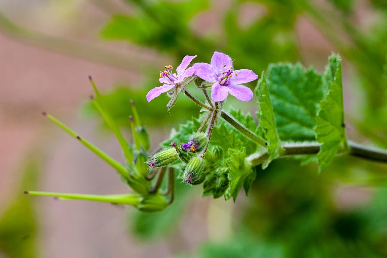 Изображение особи Erodium malacoides.