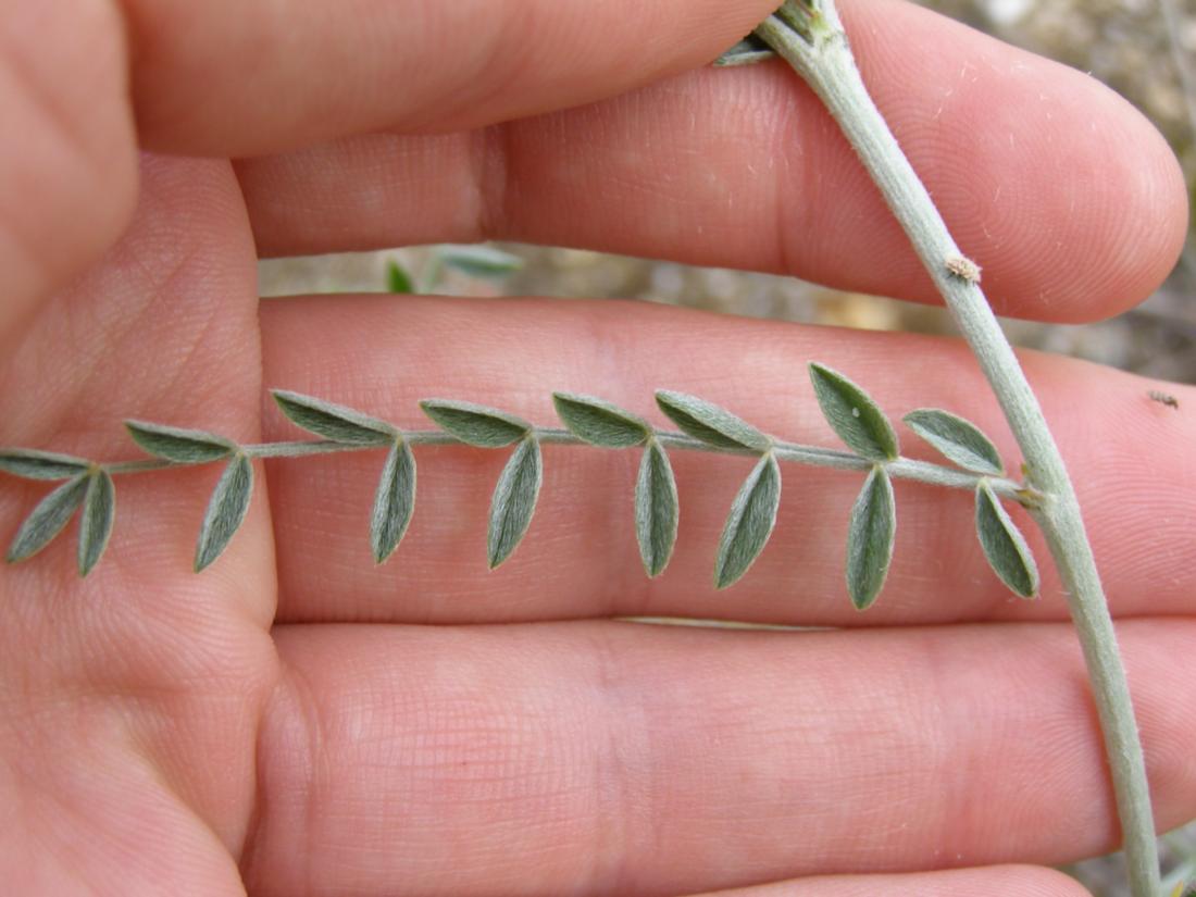 Image of Astragalus varius ssp. eupatoricus specimen.