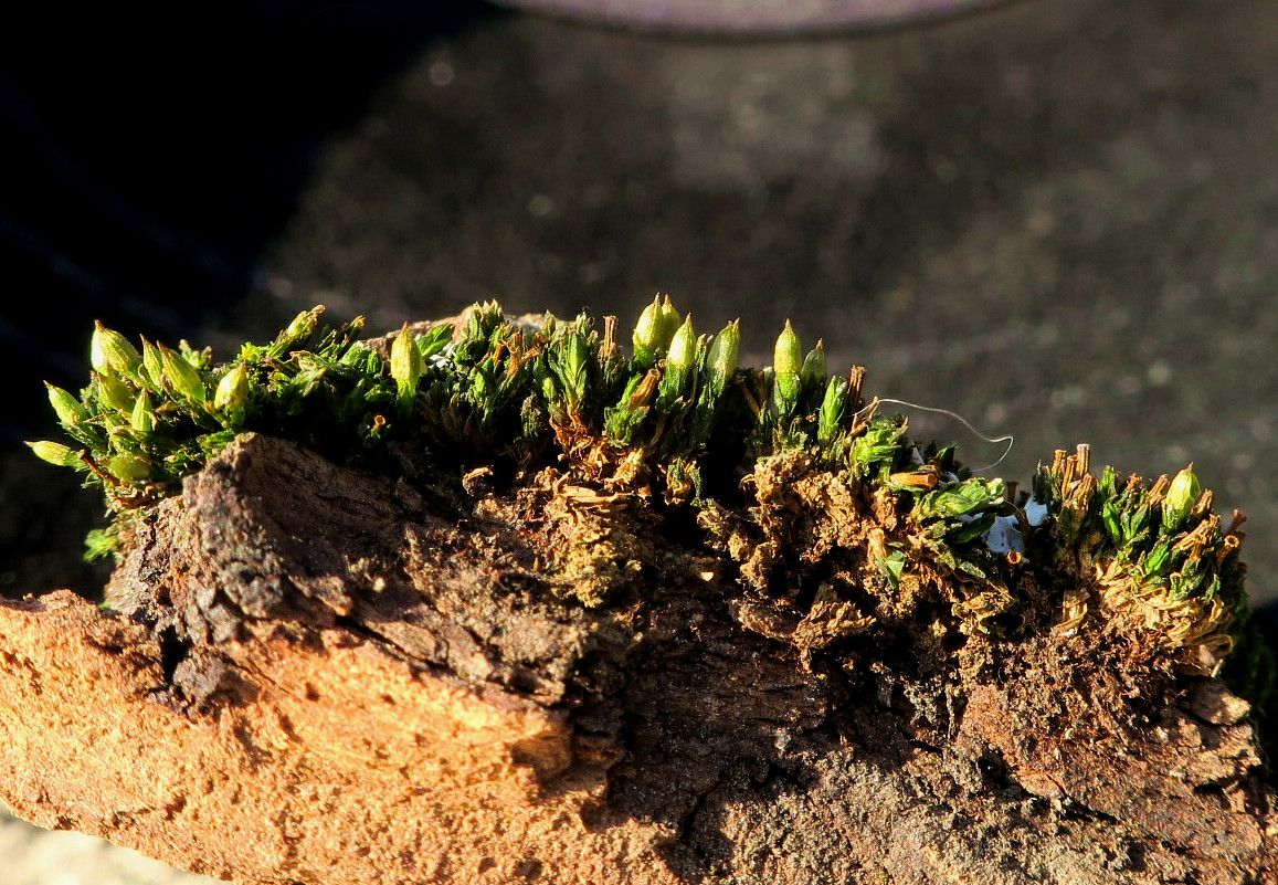 Image of genus Orthotrichum specimen.