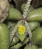 Delosperma echinatum