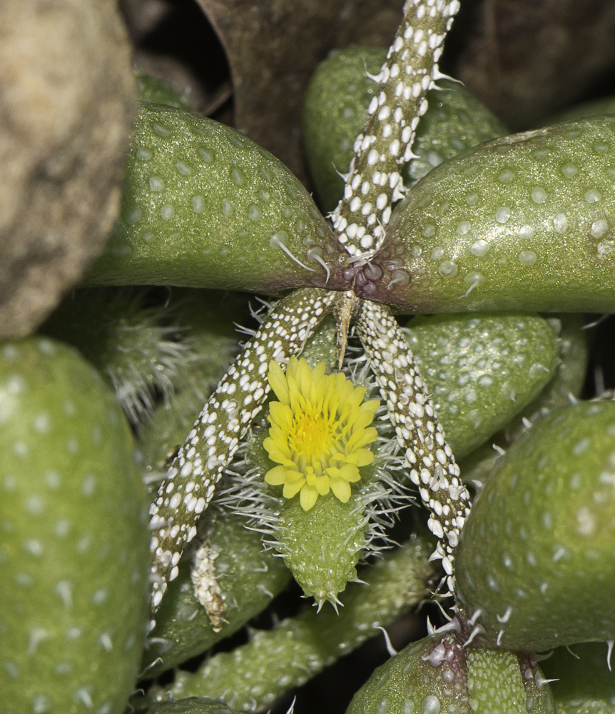 Image of Delosperma echinatum specimen.