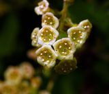 Ribes rubrum