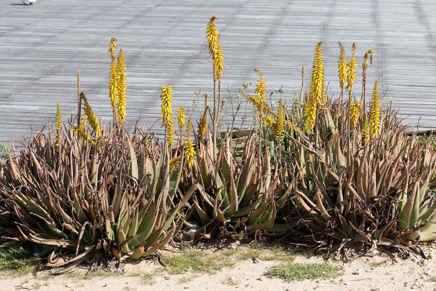 Изображение особи Aloe vera.