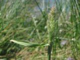 Polypogon monspeliensis. Соцветие и лист. Западный Крым, верховья оз. Кызыл-Яр у впадения р. Тобе-Чокрак. 01.06.2018.