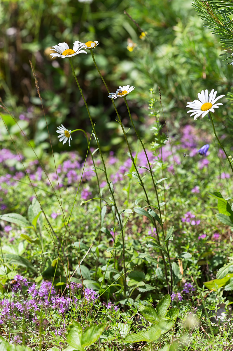 Image of Leucanthemum ircutianum specimen.