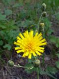 Hieracium