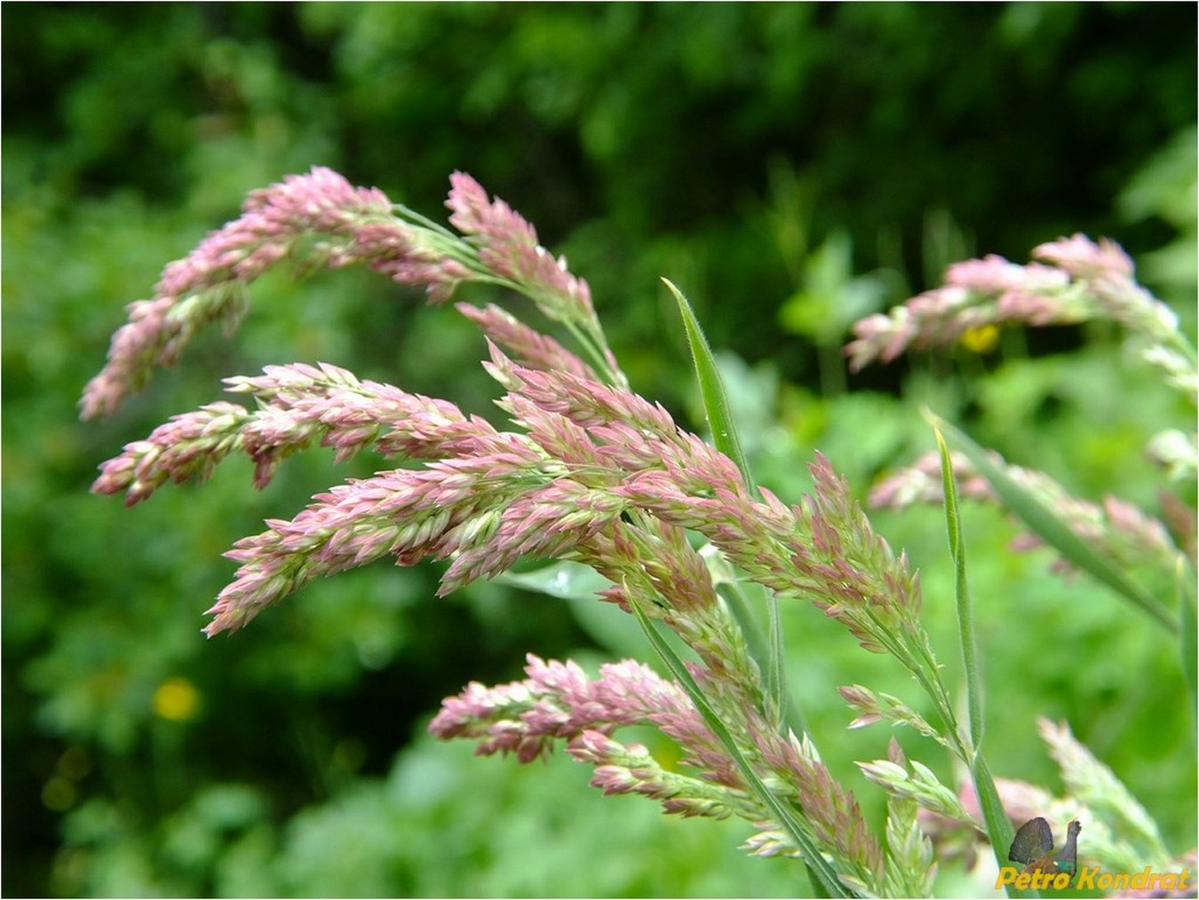 Изображение особи Holcus lanatus.