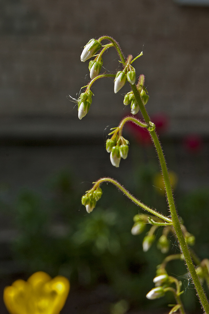 Image of Saxifraga hirsuta specimen.