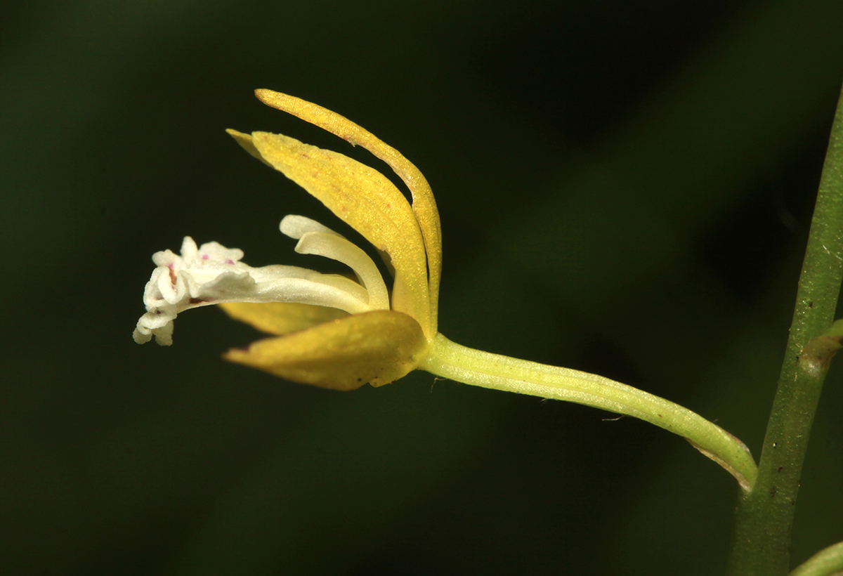 Изображение особи Oreorchis patens.