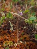 Pinguicula villosa