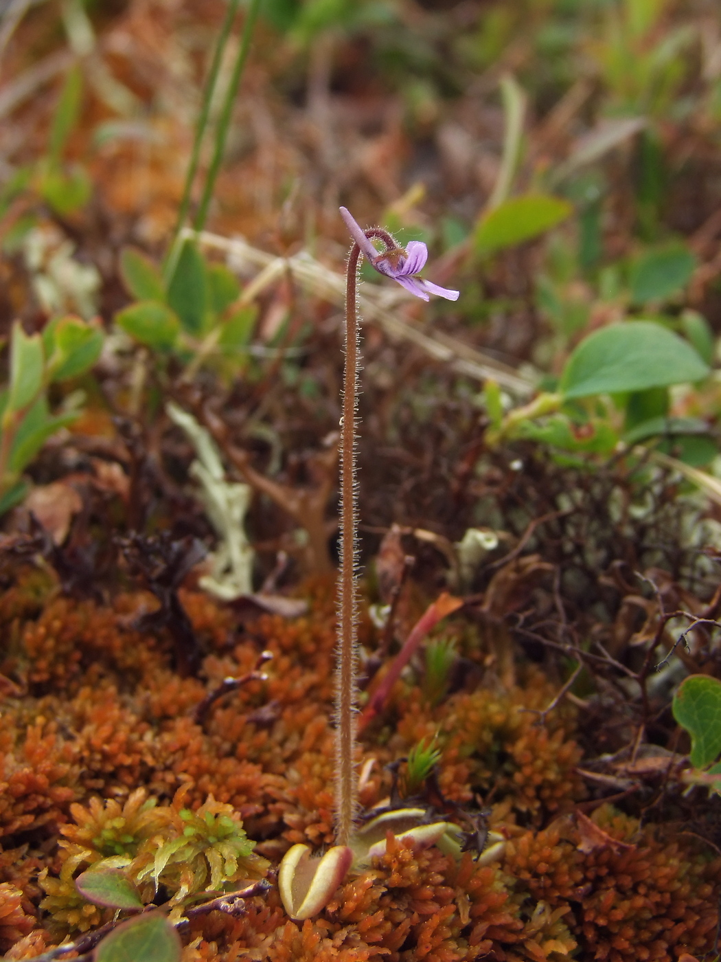 Image of Pinguicula villosa specimen.