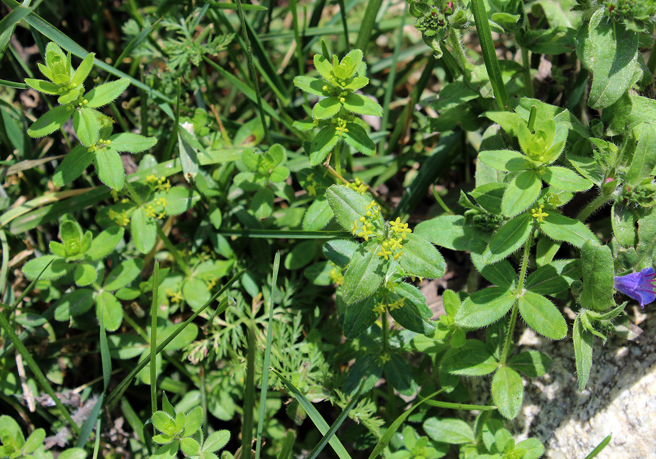 Image of Cruciata laevipes specimen.