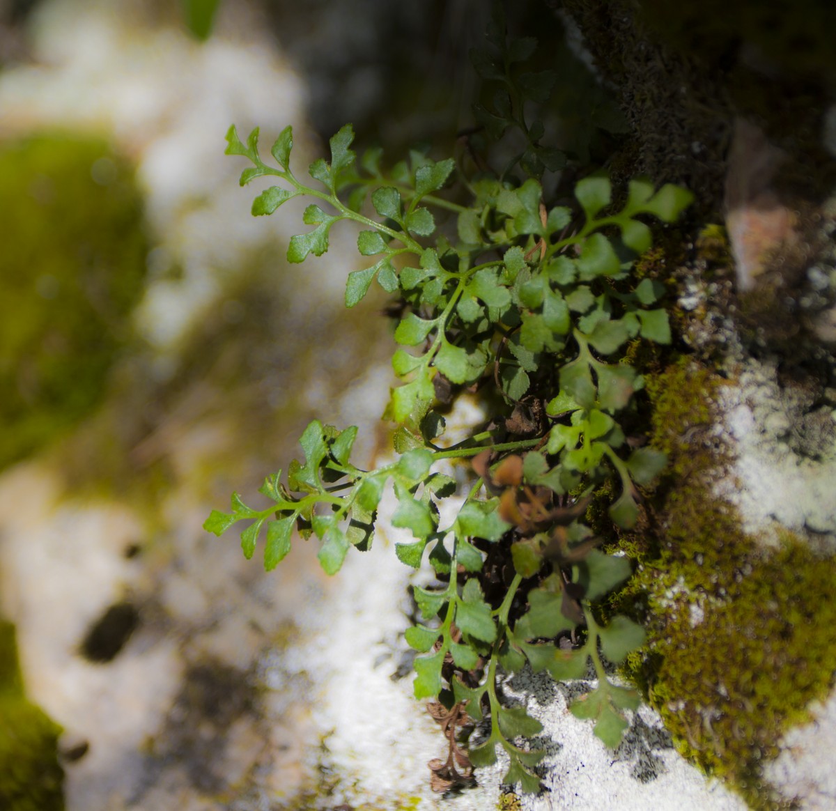 Изображение особи Asplenium ruta-muraria.