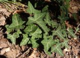 Hedera helix